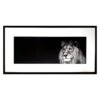 Glass Framed Male African Lion Face Wall Art, 41x21 -Luxeframe Shop glass framed male african lion face wall art 41x21 1