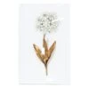 Grace Mitchell Metal Flower Under Acrylic Wall Art, 10x16 -Luxeframe Shop grace mitchell metal flower under acrylic wall art 10x16 1