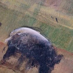 Honeybloom Sheep Canvas Wall Art, 36x24 12 Honeybloom Sheep Canvas Wall Art, 36x24 -Luxeframe Shop honeybloom sheep canvas wall art 36x24 4