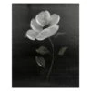 Providence Black Floral Canvas Wall Art, 16x20 2 Providence Black Floral Canvas Wall Art, 16x20 -Luxeframe Shop providence black floral canvas wall art 16x20 1