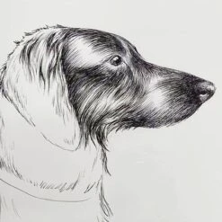 Providence Glass Framed Dog Sketch Print Wall Art, 22x18 -Luxeframe Shop providence glass framed dog sketch print wall art 22x18 3